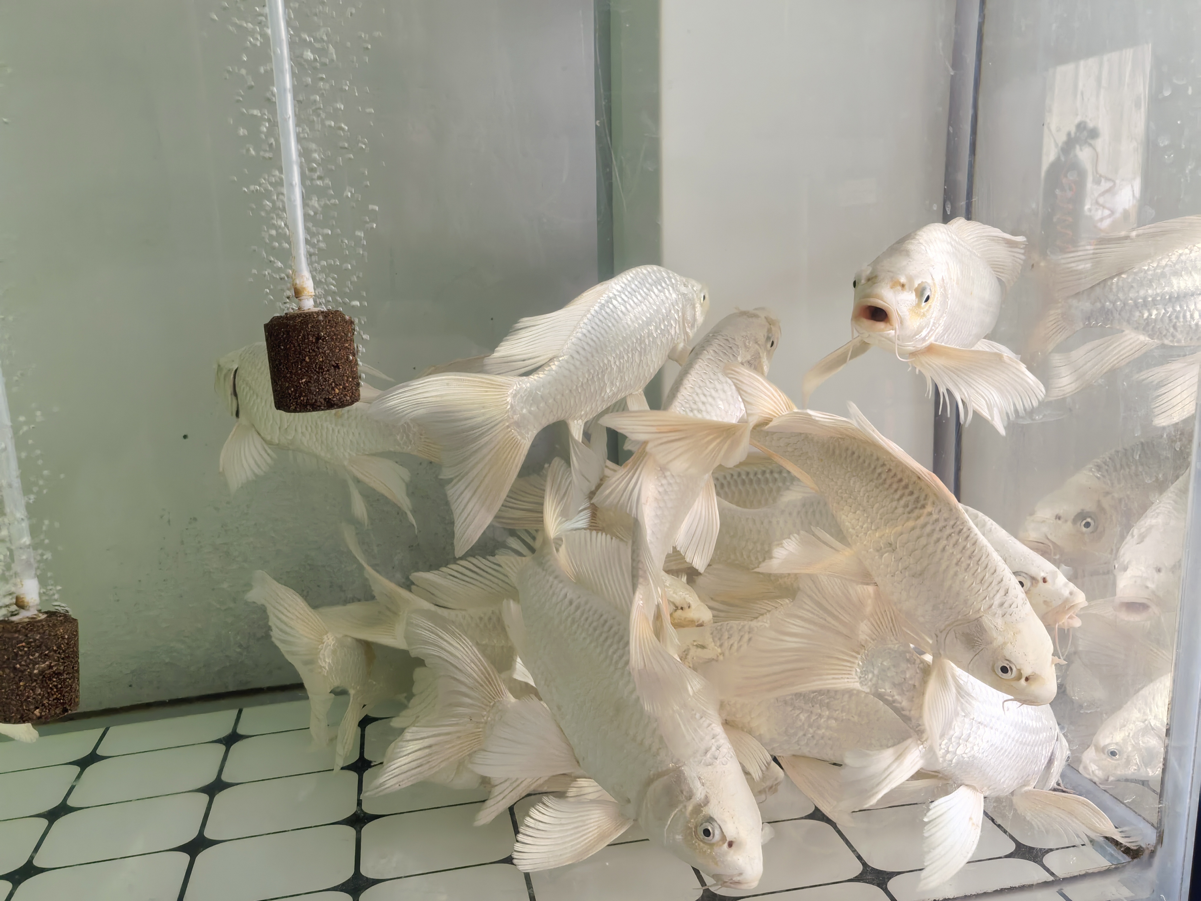 精品蝴蝶鲤普身体长16-18